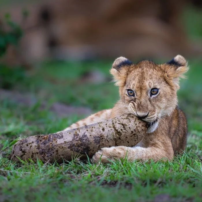 Is that really sausage? - Lion cubs, a lion, Big cats, Cat family, Predatory animals, Wild animals, wildlife, National park, Serengeti, Africa, The photo, Kihelia, Fruit