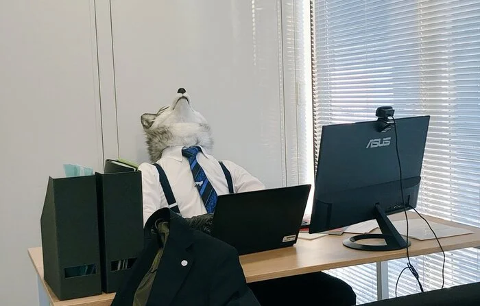Work is not a wolf, only a wolf is a wolf - Furry, Fursjoot, Furry wolf, Furry canine, Work, Office, The photo