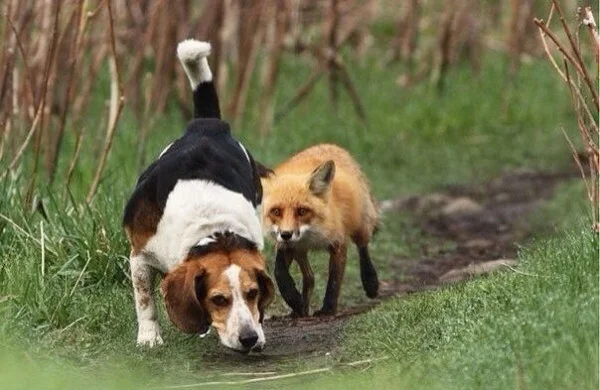 This photo won the Best Hunting Dog competition - From the network, Humor, Hardened, Repeat, Hunting, Hunting dogs, Fox, The photo, Dog