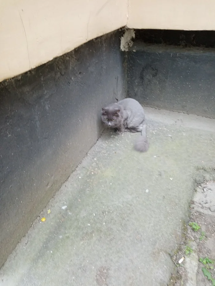 Found a cat in St. Petersburg - My, Lost cat, Found a cat, Longpost, cat, Saint Petersburg