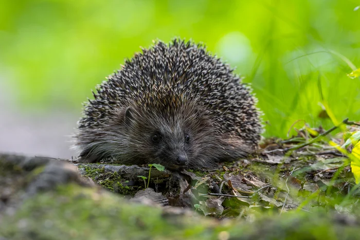 Pictures from photo hunt 75. Southern hedgehog - My, Photo hunting, The photo, Hedgehog, Longpost