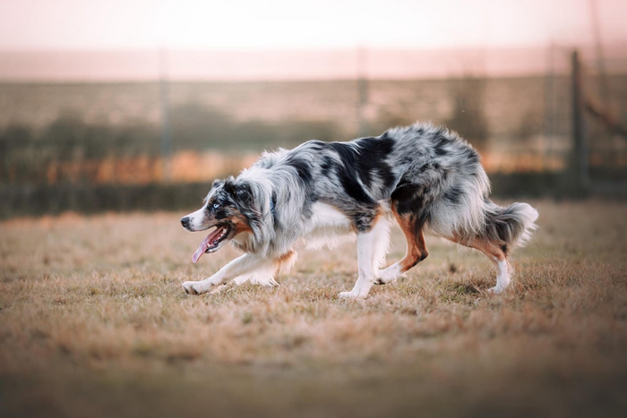 Doggone Jolly's Paint the Way