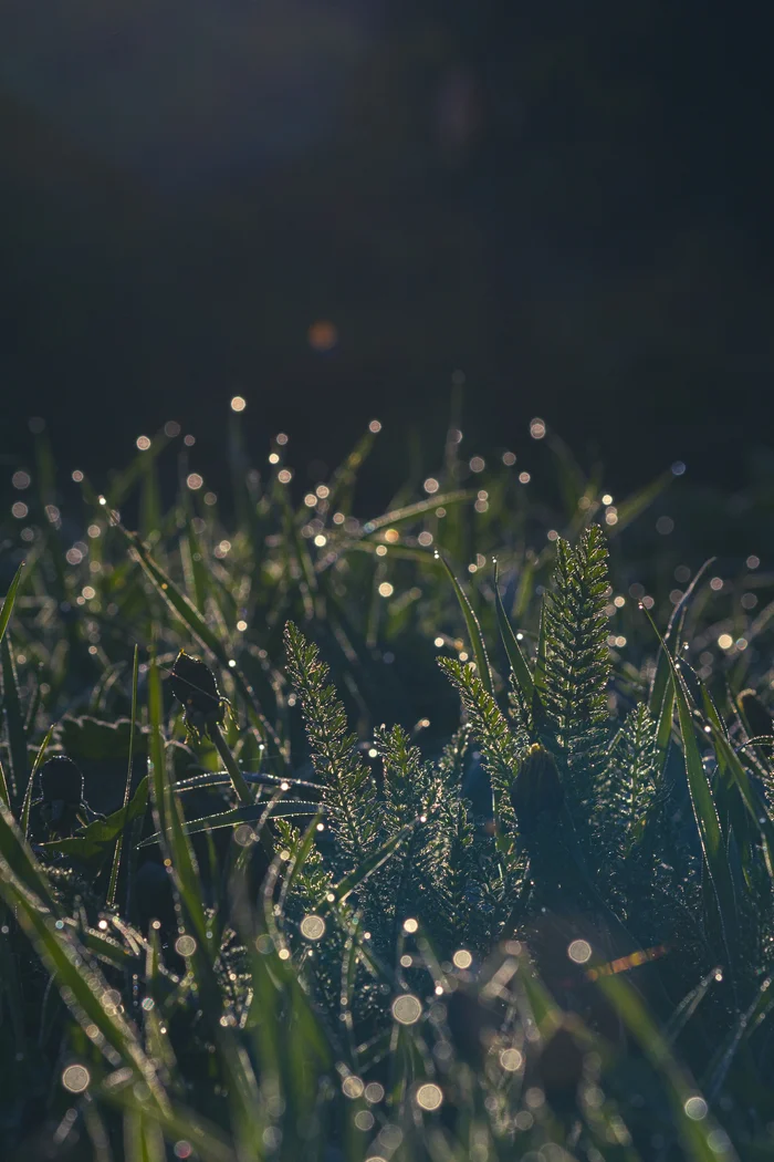Morning. Dew. Sun - My, Morning, Summer, Dew, Nature, Grass, Grass near the house, The photo, wildlife
