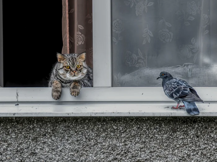 Window to the world - My, Canon, The photo, Street photography, cat, City walk, Window, Birds, Pigeon, British cat