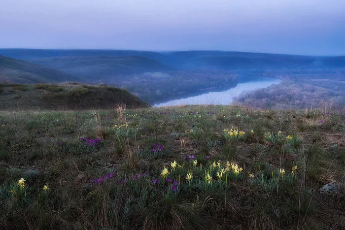 Steppe irises - My, Rostov region, Irises, Seversky Donets, The photo