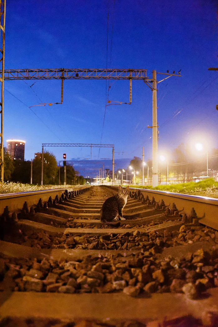 Meeting on the paths - My, cat, The photo, Street photography, Evening, Railway