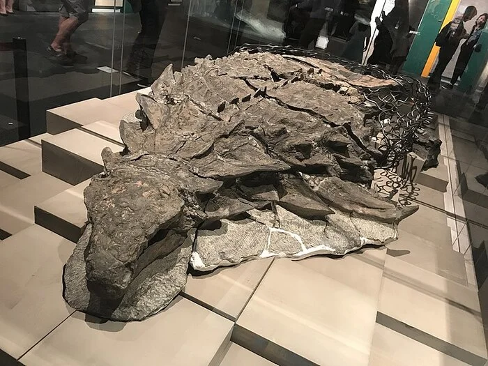 Amazingly preserved fossil of the nodosaur Borealapelta retains the color of its skin and the contents of its last meal - Paleontology, Biology, Rare view, Land, Dinosaurs, Extinct species, Around the world, Archeology, Find, Archaeological finds, Bones, Ancient world, Animals, Museum, Museum of Paleontology, Extinction of the dinosaurs, A million years BC, Prehistoric era, Prehistoric animals