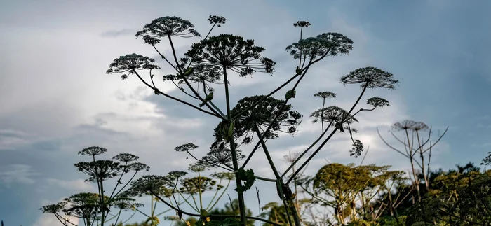 Grows faster than bamboo, poisons everything around: Russian scientists have developed super-hogweed - My, Hogweed, Biology, The science, Scientists, Plants, Satire, Humor, IA Panorama