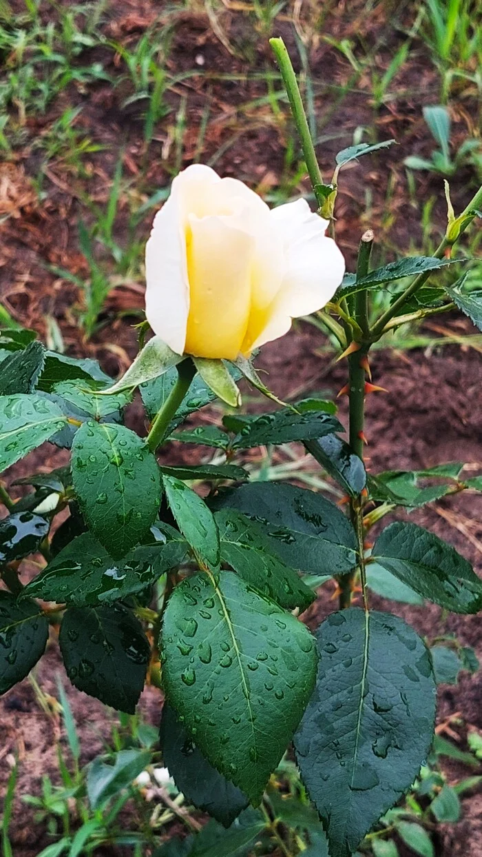 After the rain - My, The photo, Walk, Landscape, Mobile photography, the Rose, Flowers