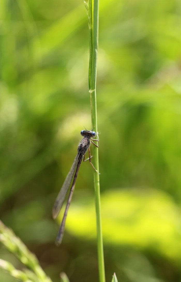 Blue arrows - My, Insects, Macro photography, Nature, The photo, Dragonfly, Longpost