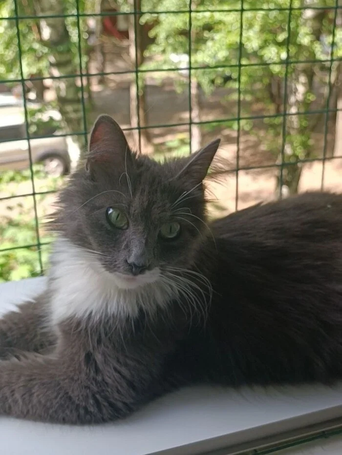 Moscow. Stesha is looking for a home - My, Crossposting, Pikabu publish bot, Video, Vertical video, Telegram (link), Fluffy, Moscow, In good hands, cat, Pets, Cat lovers, Pet the cat, Homeless animals, Longpost