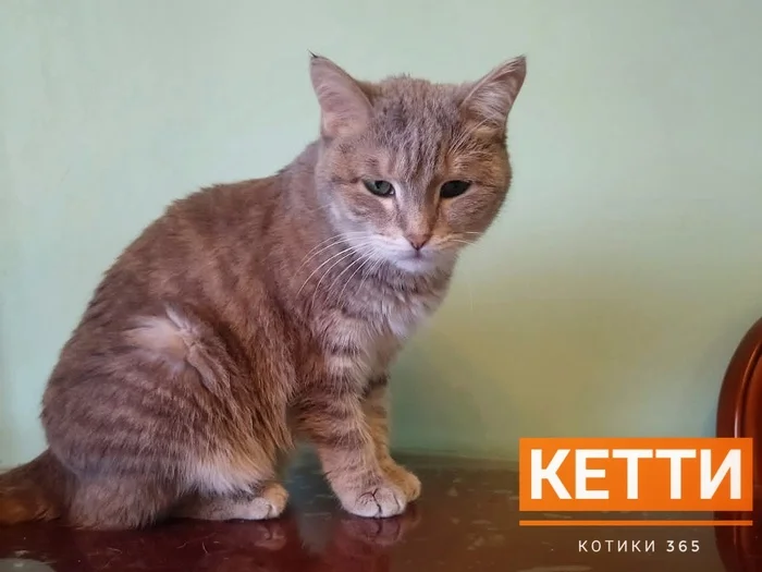Keti 06/05/2024 - Cat lovers, Homeless animals, Shelter, cat, Pet the cat