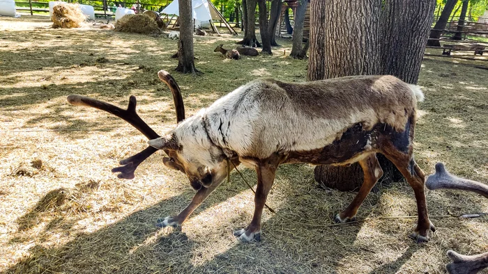 Photo project Let's take a closer look post No. 20 - My, Nature, Macro photography, Animals, Reindeer, Reindeer moss, Zoo, The photo, Longpost