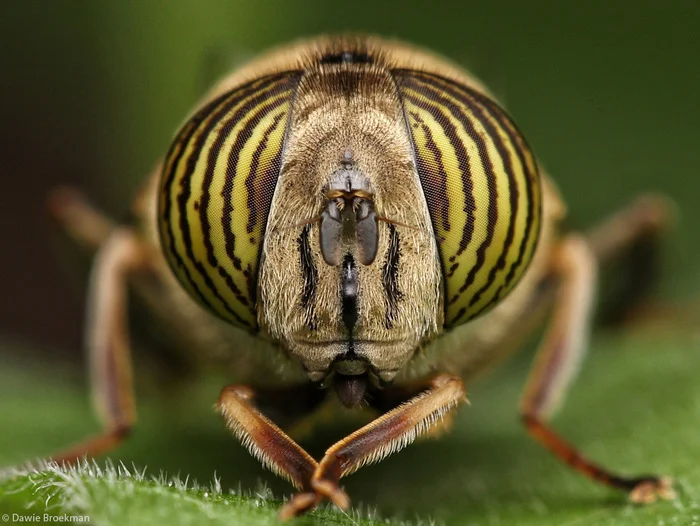 Striped-eyed drone - hoverfly, Insects, Arthropods, Wild animals, wildlife, South Africa, Macro photography, The photo