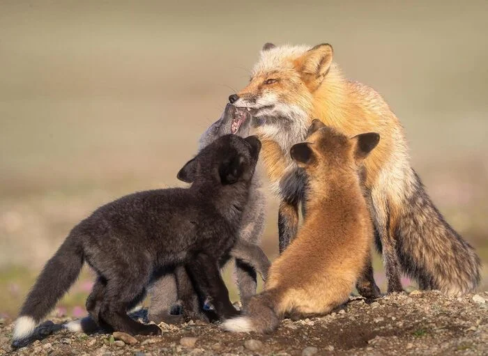 What did you bring? - Fox, Fox cubs, Canines, Predatory animals, Wild animals, wildlife, The photo
