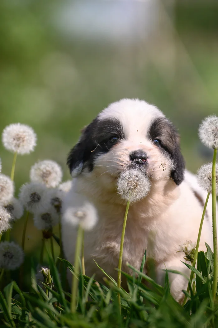Dandelion )) - Dog, Puppies, Milota, The photo, Dandelion, Grass, Summer, Moskovskaya storozhevaya, My