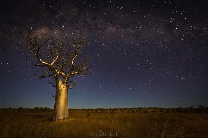 Hundreds of years of solitude - Baobab, Plants, Tree, wildlife, South Africa, The photo, Night shooting