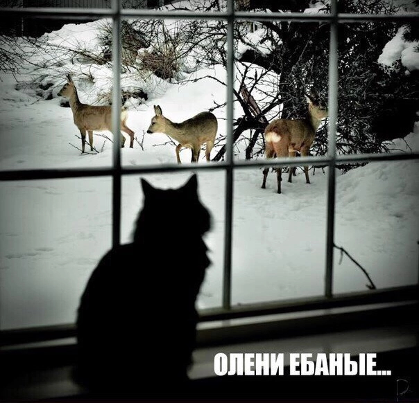 View from the window - Deer, Humor, Images, Mat, Picture with text, cat