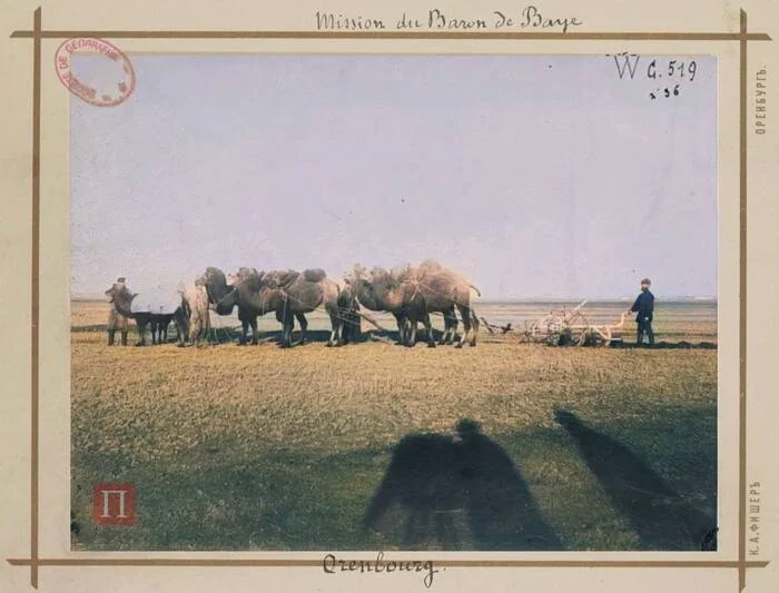 Camels harnessed to a plow, Orenburg 1895 - Crossposting, Pikabu publish bot, Orenburg, Empire, Camels