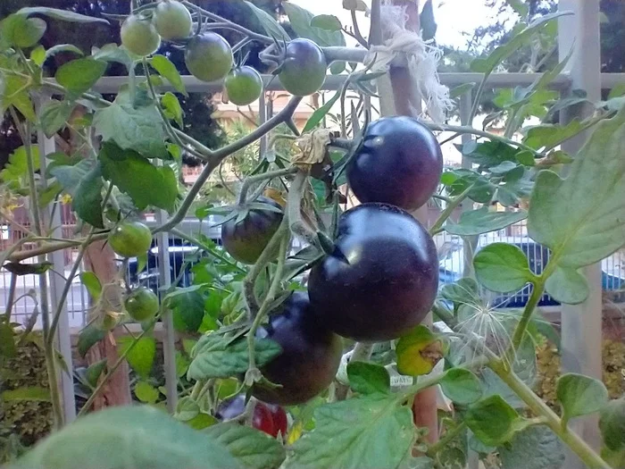 I really thought it was black tomatoes - My, Hot peppers, Garden, Gardening, Garden, Longpost