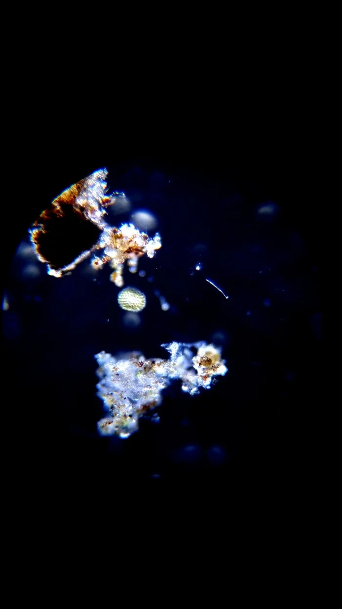 Lake water under a microscope - My, Microscope, Microbiology, Microscopy, Nauchpop, Video, Youtube, Longpost