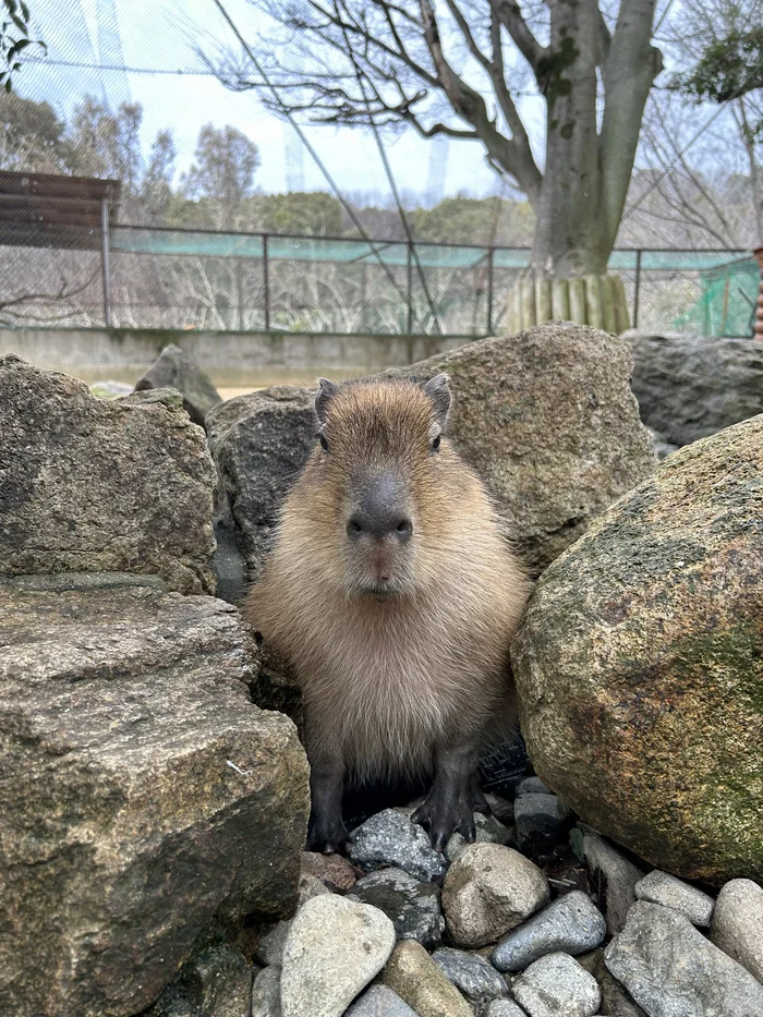 Today I'm a pebble :3 - Wild animals, Zoo, Capybara, Rodents, Young, A rock