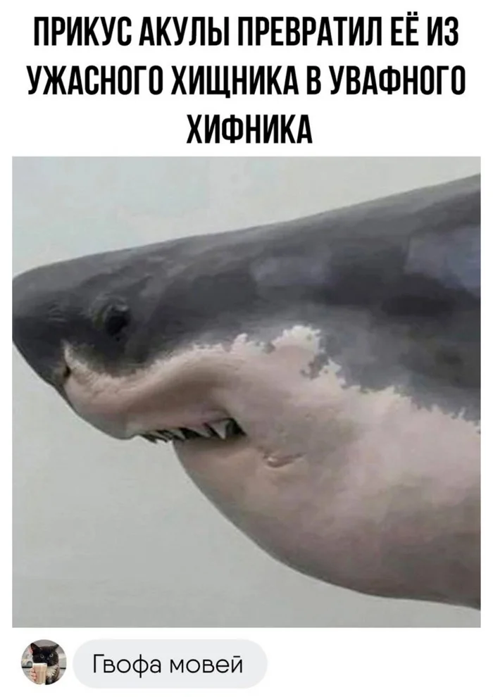 Well for the photo... - Picture with text, Shark