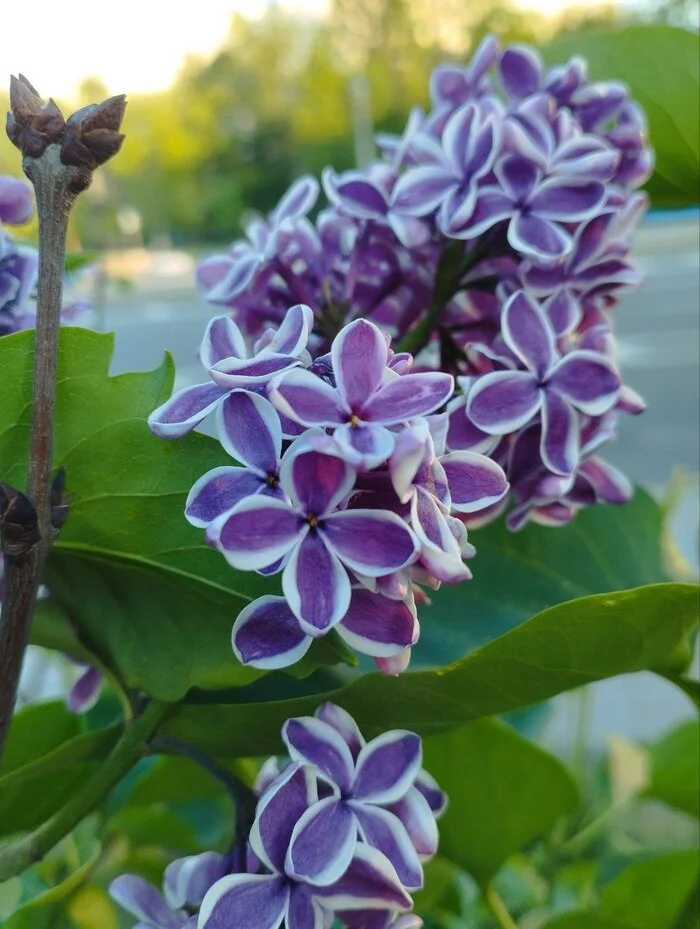 Unusual lilac - Crossposting, Pikabu publish bot, Lilac, The photo