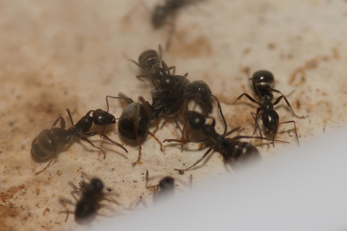 Formica fusca.   , , , , , , ,  ,  , , , , , 