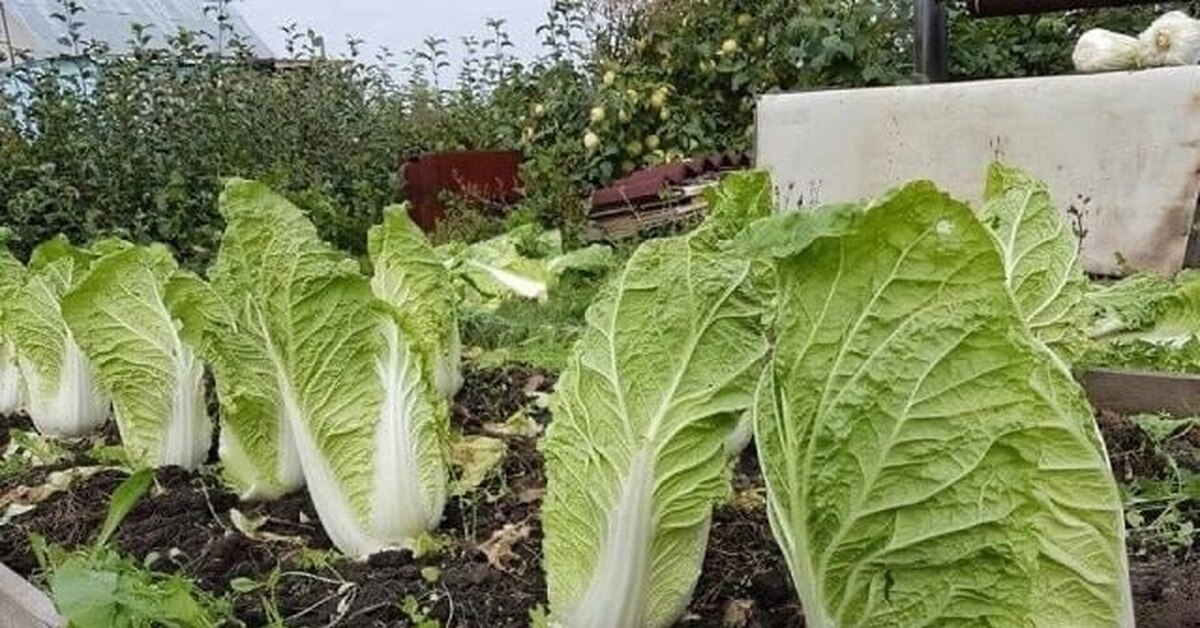 Пекинская Капуста Чача Купить Семена
