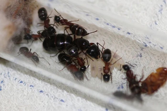 Return of the Northerners. Carpenter ants - My, Observation, Insects, The photo, Diary, Macro photography, Entomology, Myrmecology, Ants, Ant farm, Ant Queen, Myrmikiper