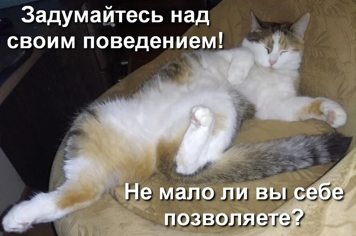 Think about it - My, cat, Pets, Funny animals, Milota, Tricolor cat, Meme Pets, Memes, Picture with text