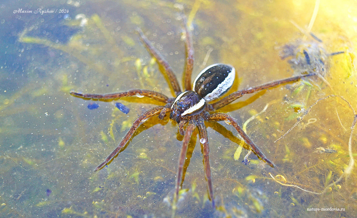   (Dolomedes fimbriatus) , , , 