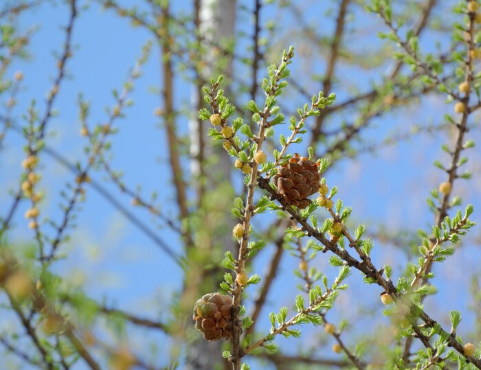   Nikon1 v1,  +nikon 30-70