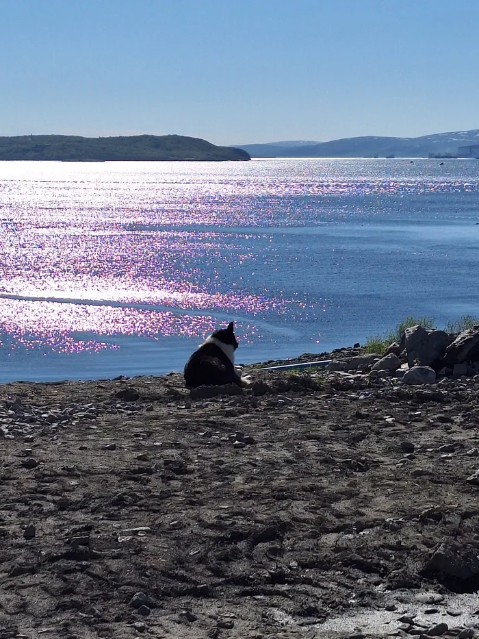Serenity or The Dog and the Sea - My, Dog, Sea, Calmness, Water, Glare from the sun, Hills, Kola Bay, Shore, Mood, The photo