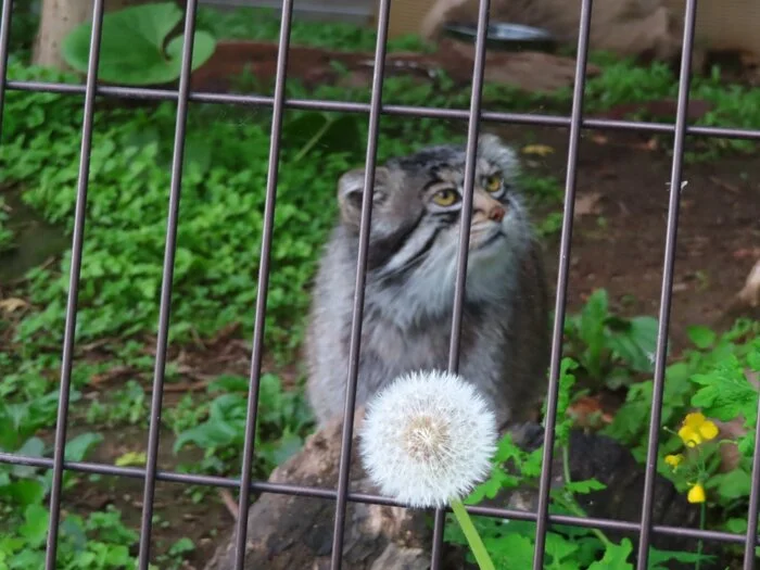 Open your mouth, close your eyes))) - Wild animals, Zoo, Predatory animals, Cat family, Pallas' cat, Small cats, Dandelion, Lattice