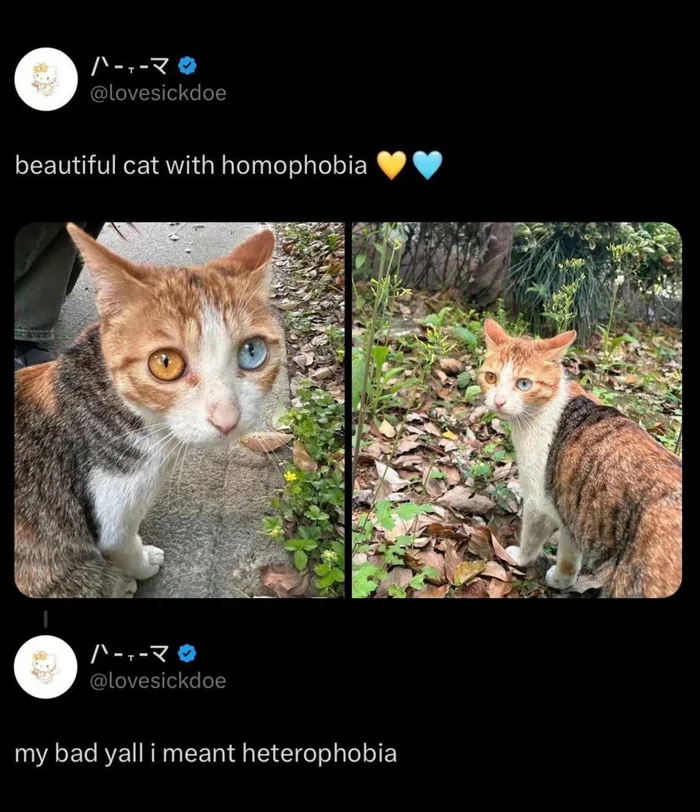 Continuation of the post “A dog and its owner, both with homophobia” - Humor, Picture with text, Dog, Heterochromia, Reply to post, Longpost