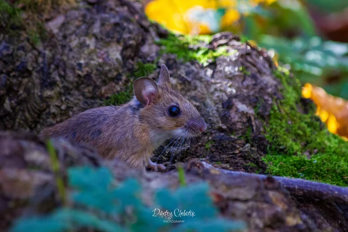 Tailed in the forest - My, Mouse, The photo, wildlife, Nature, Forest, Longpost