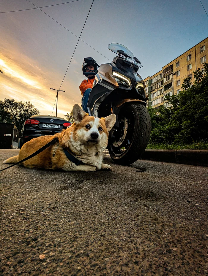 Reply to Artyr28 in “Photos of a motorcycle. Just - My, Moto, Sunset, Motorcyclists, Clouds, Sky, Reply to post, Corgi, Welsh corgi pembroke, Scooter, Scooter, Maxisscooter, Evening, Longpost