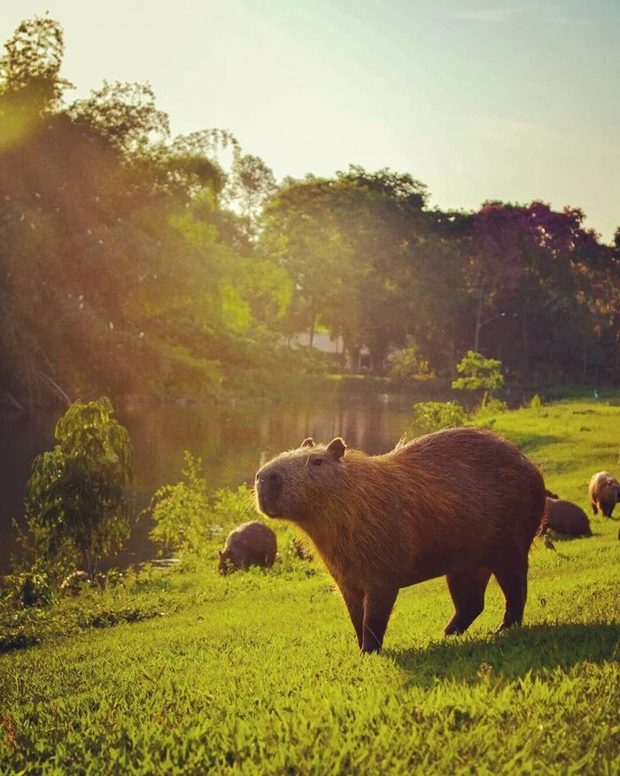 Exotic food! Capybara meat in Latin America! Part 1 - Capybara, Meat, Meat eaters, Dish, Longpost