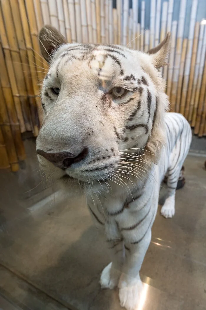BOO! - Wild animals, Zoo, Predatory animals, Cat family, Big cats, Tiger, White tiger, Bengal tiger