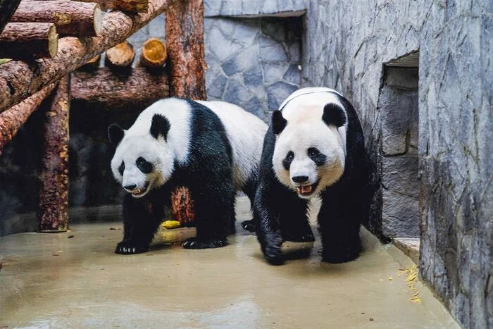 All about the life of Ruyi and Dinding - the giant pandas of the Moscow Zoo - Panda, Moscow Zoo, The Bears, Animals, Zoo, Moscow, Longpost