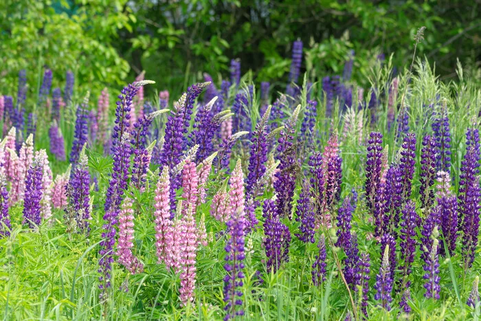 Lupines are blooming - My, The nature of Russia, Nature, Flowers, Lupine, Summer, Bloom, The photo