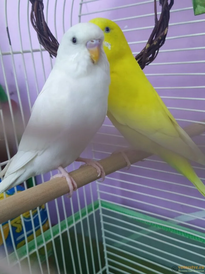 I have a strong desire to have a parrot. My choice is white or yellow. And is it even worth it? I work a lot - Birds, A parrot, Budgies, House, Pets, Work, Time, Boredom, Choice, Help