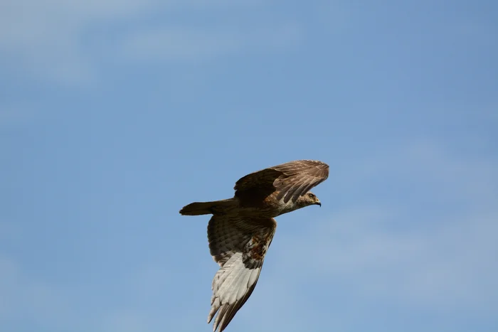 Common Buzzard - My, The photo, Birds, The nature of Russia, Ornithology, Photo hunting