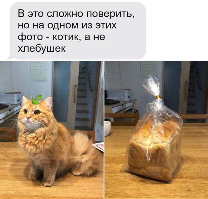I see two sweet buns - Humor, Picture with text, Memes, Kittens, cat, Bread, Fat cats, Funny