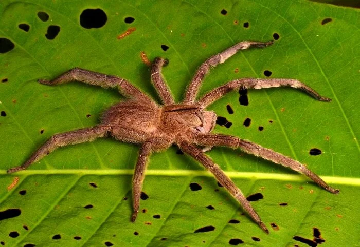 A dangerous spider that you can accidentally buy along with fruit - My, Around the world, Biology, Animals, Nature, In the animal world, Spider, The photo, GIF, Longpost