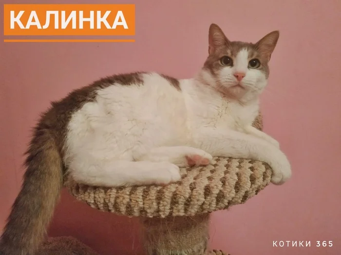 Kalinka 06/06/2024 - Cat lovers, Shelter, Pet the cat, Homeless animals, cat
