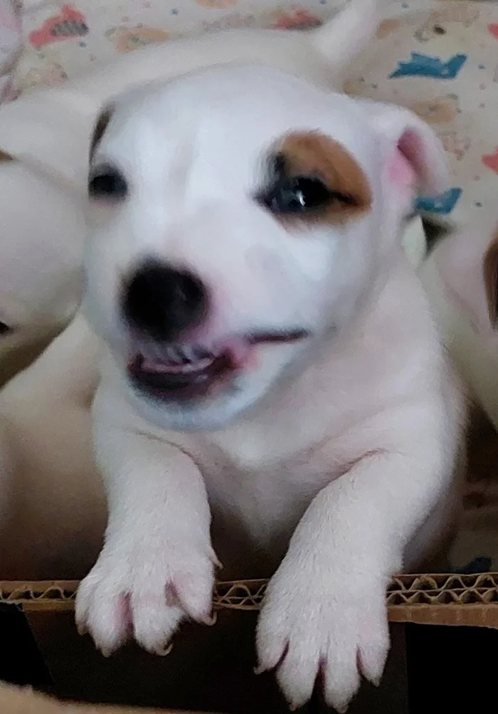Have you seen how puppies laugh? Like this! - Puppies, Milota, Pets, Dog, The photo
