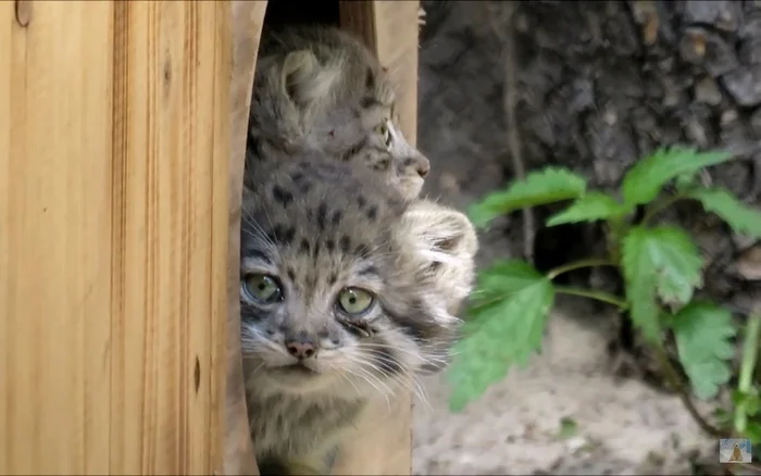 Loloshki - Wild animals, Predatory animals, Cat family, Small cats, Pallas' cat, Young, Zoo, Novosibirsk Zoo